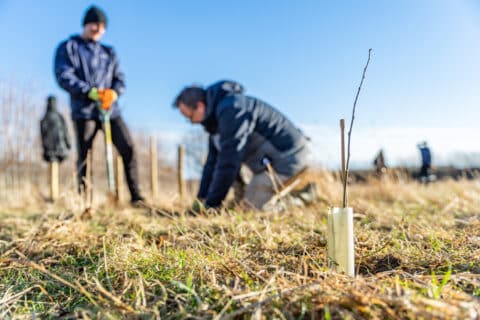 REFORESTATION PROJECT Coatresa